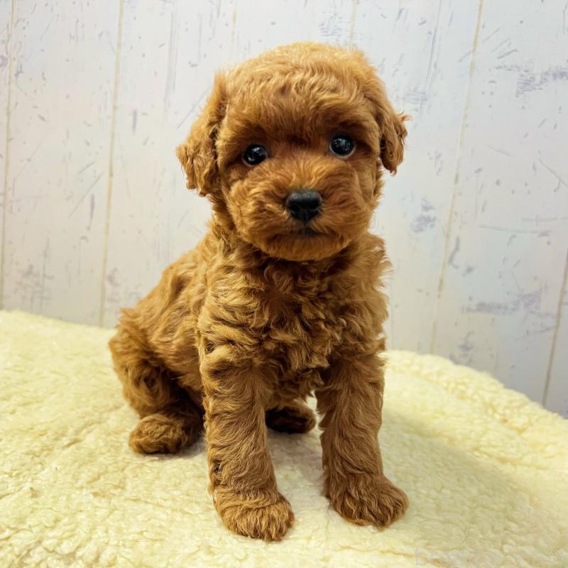 販売中の千葉県のトイプードル-426721の5枚目