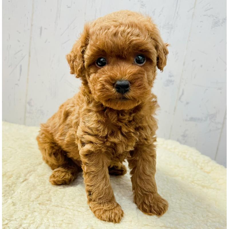 販売中の千葉県のトイプードル-426721の4枚目