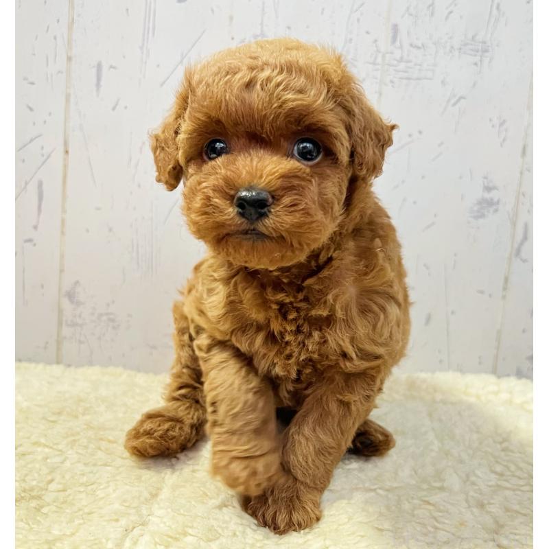 販売中の千葉県のトイプードル-426721の3枚目