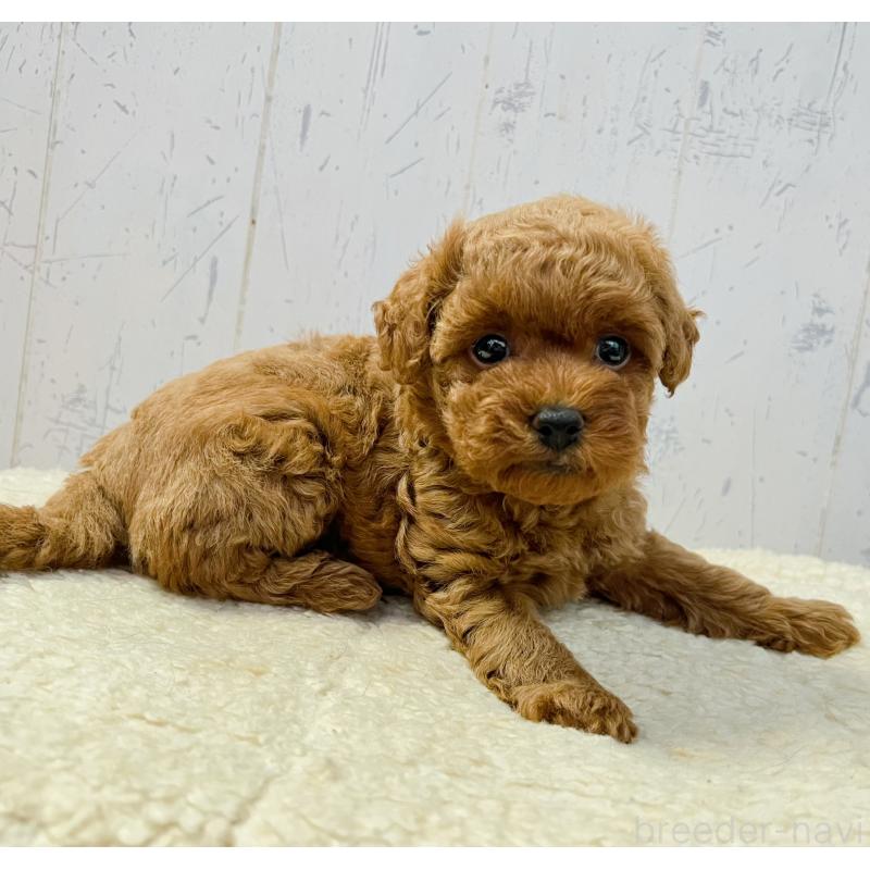 販売中の千葉県のトイプードル-426721の2枚目