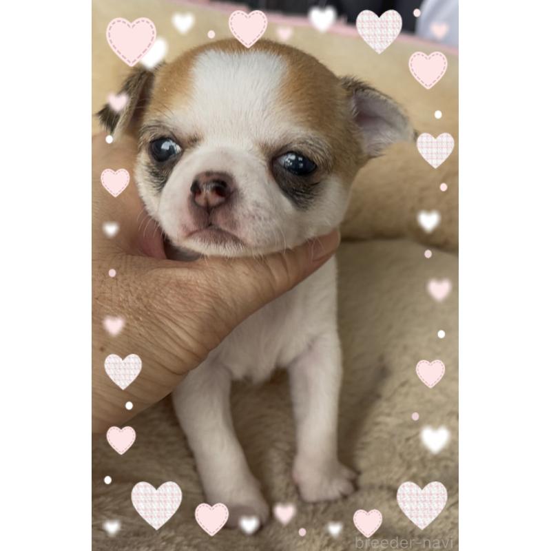 成約済の東京都のチワワ(スムースコート)-426723の9枚目