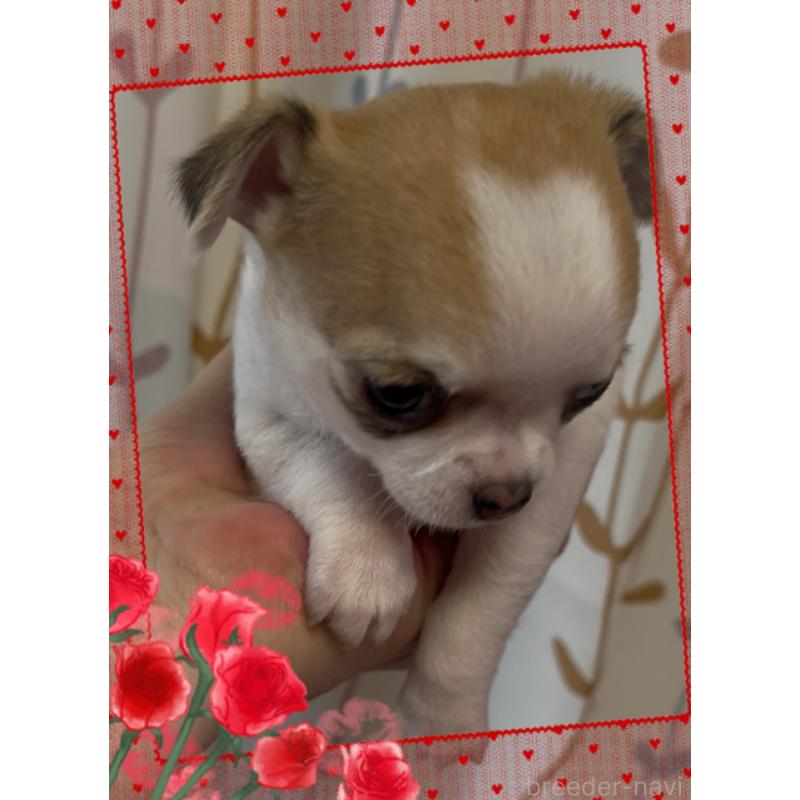 成約済の東京都のチワワ(スムースコート)-426723の8枚目