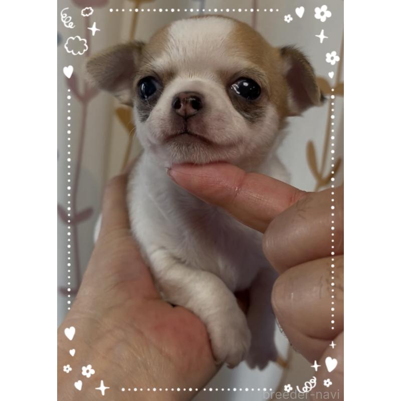 成約済の東京都のチワワ(スムースコート)-426723の6枚目