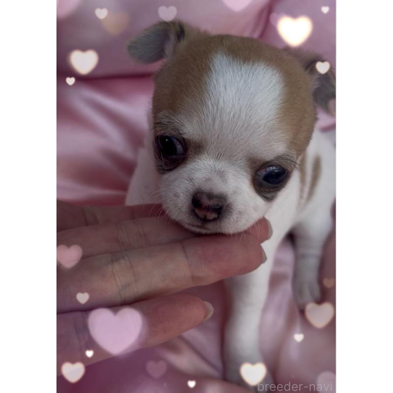 販売中の東京都のチワワ(スムースコート)-426723