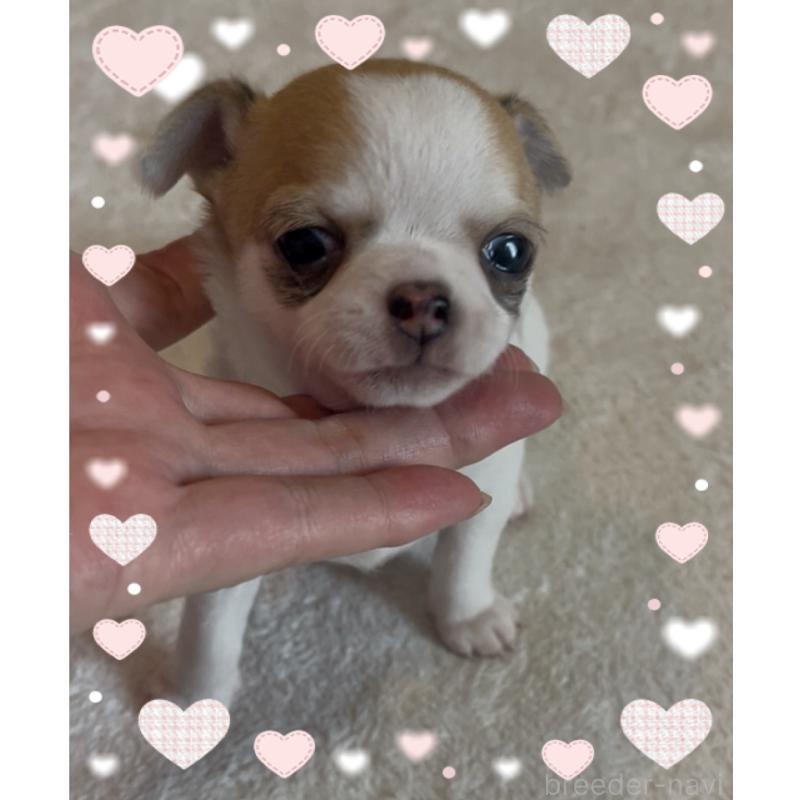 成約済の東京都のチワワ(スムースコート)-426723の4枚目