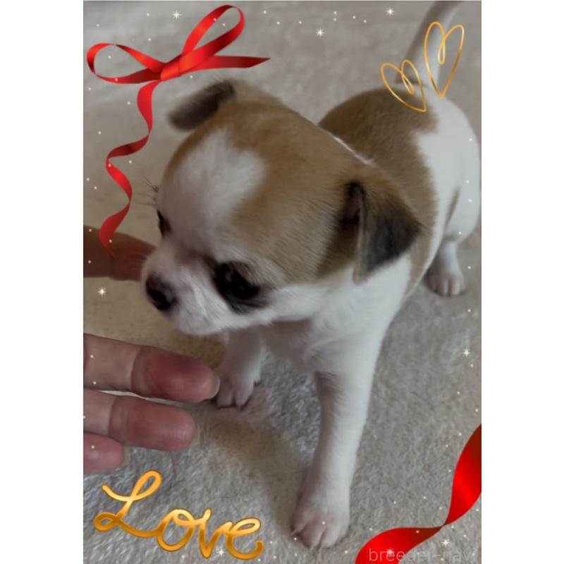 成約済の東京都のチワワ(スムースコート)-426723の3枚目