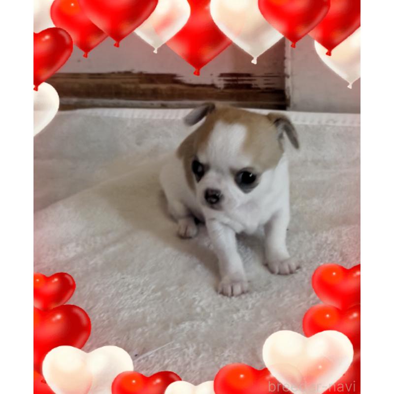 成約済の東京都のチワワ(スムースコート)-426723の2枚目