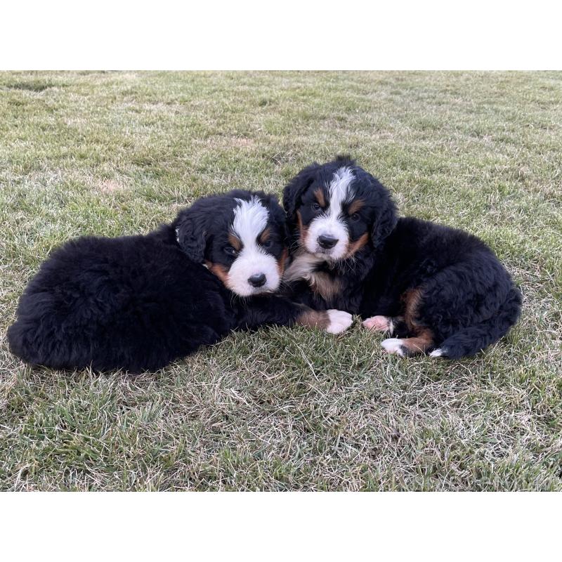 販売中の茨城県のバーニーズマウンテンドッグ-425295の35枚目