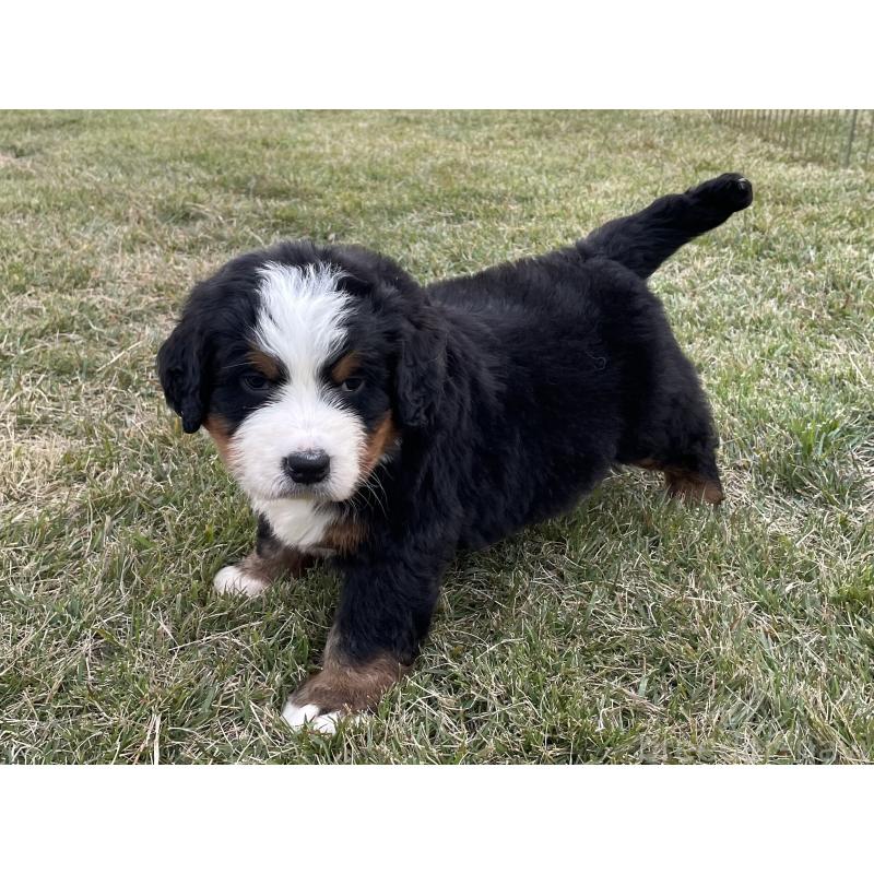 販売中の茨城県のバーニーズマウンテンドッグ-425295の34枚目