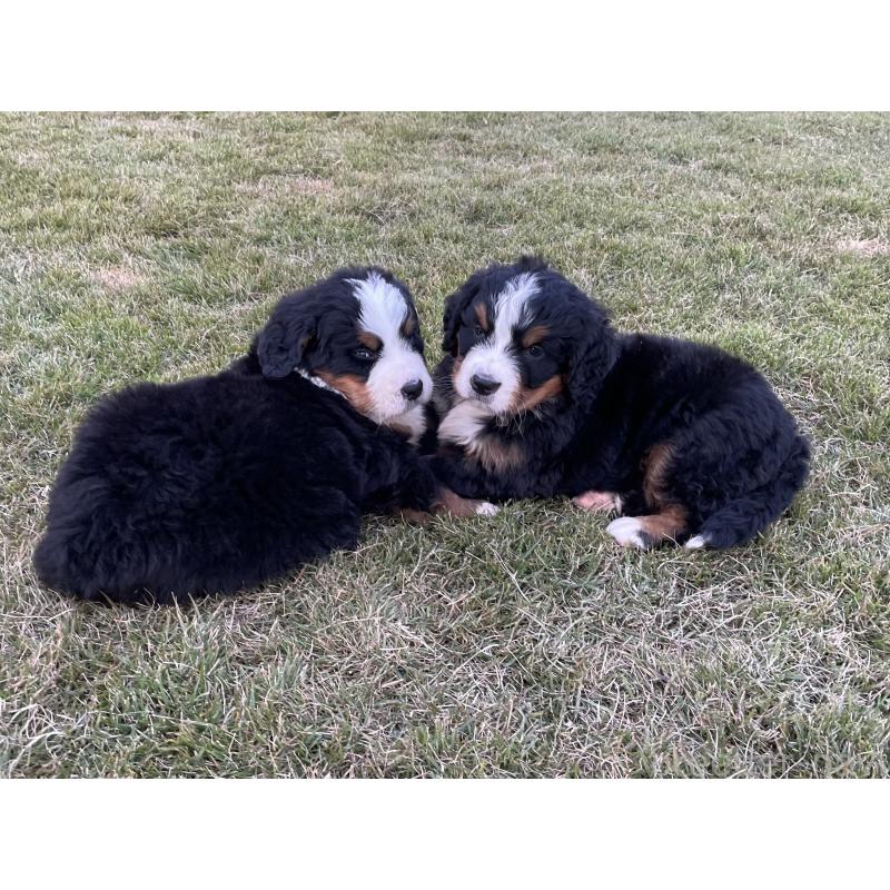 成約済の茨城県のバーニーズマウンテンドッグ-425294の17枚目