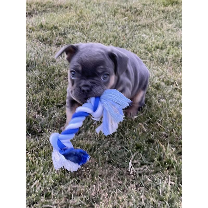 成約済の茨城県のフレンチブルドッグ-421519の4枚目