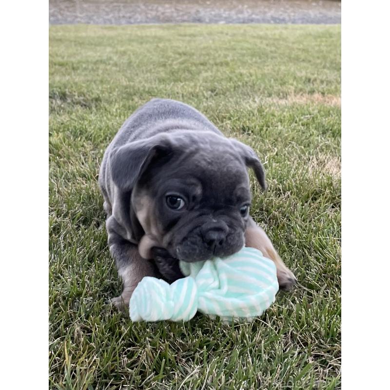 成約済の茨城県のフレンチブルドッグ-421519の3枚目