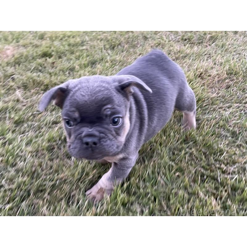 成約済の茨城県のフレンチブルドッグ-421519の2枚目