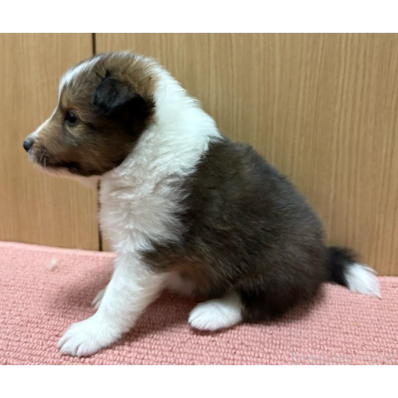 販売中の愛知県のシェットランドシープドッグ(シェルティ)-426727の7枚目