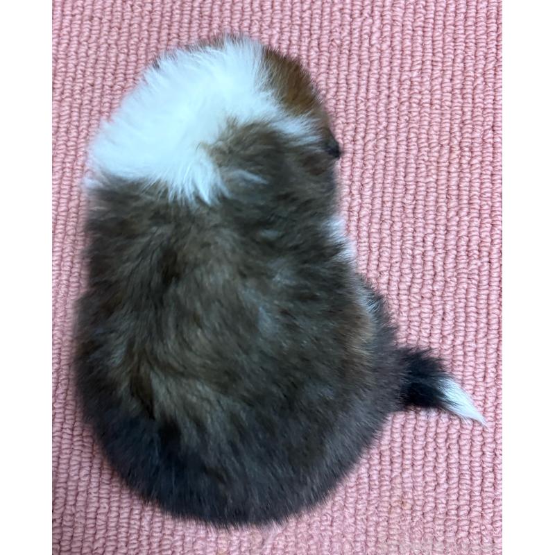 販売中の愛知県のシェットランドシープドッグ(シェルティ)-426727の6枚目