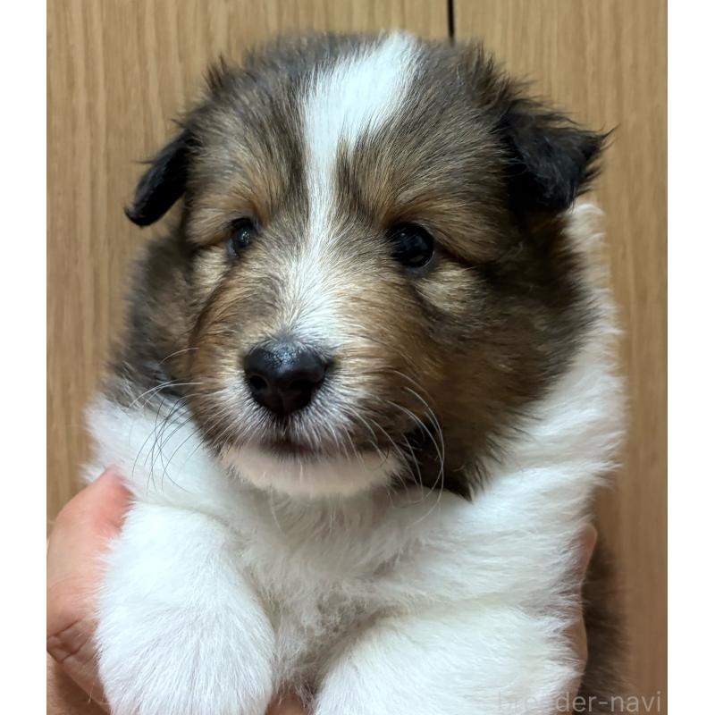 販売中の愛知県のシェットランドシープドッグ(シェルティ)-426727の3枚目