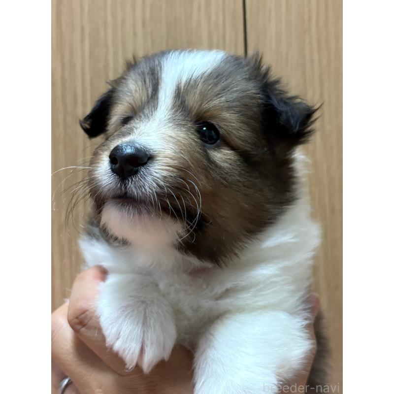 販売中の愛知県のシェットランドシープドッグ(シェルティ)-426727の2枚目