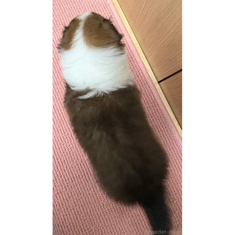 販売中の愛知県のシェットランドシープドッグ(シェルティ)-426729の7枚目