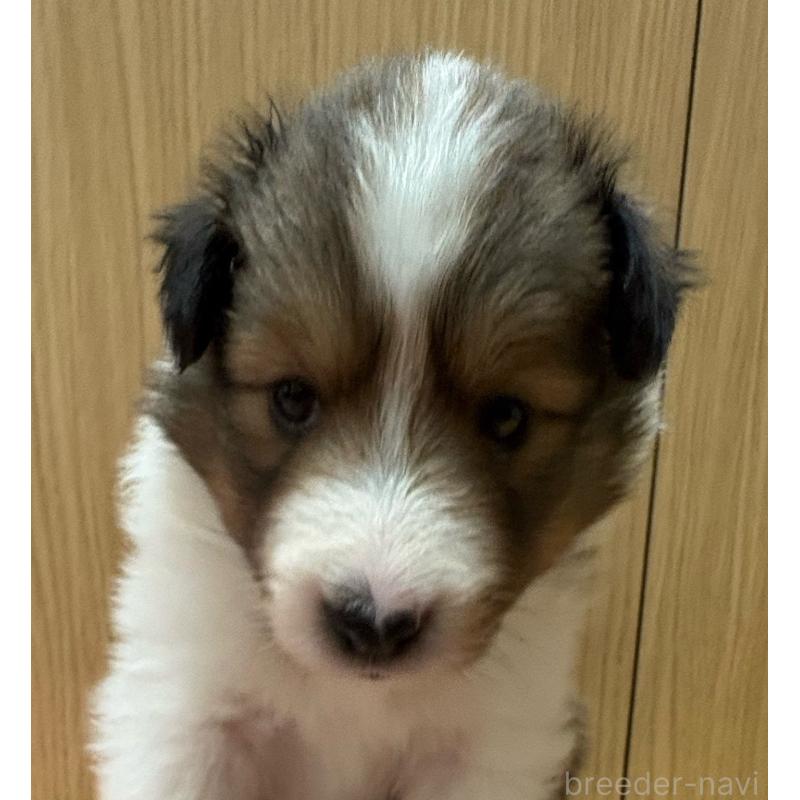 販売中の愛知県のシェットランドシープドッグ(シェルティ)-426729の6枚目