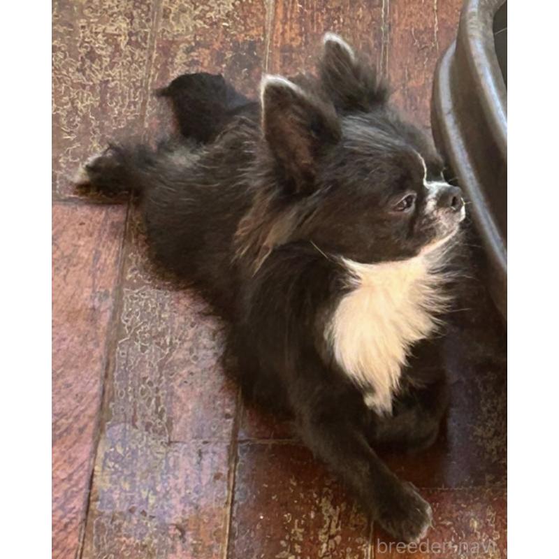 販売中の山口県のチワワ(ロングコート)-370035