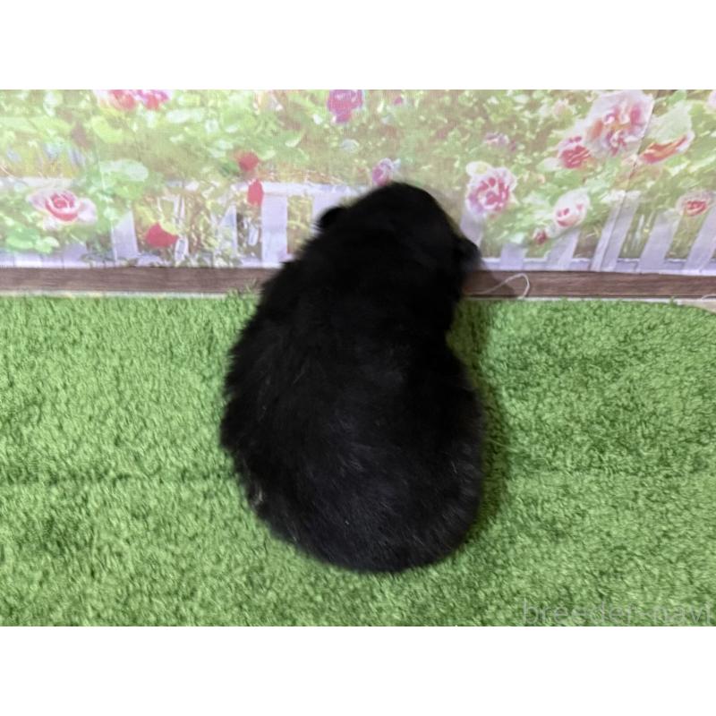 販売中の埼玉県のポメラニアン-426731の2枚目