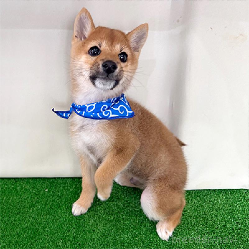 成約済の神奈川県の豆柴-426491の1枚目