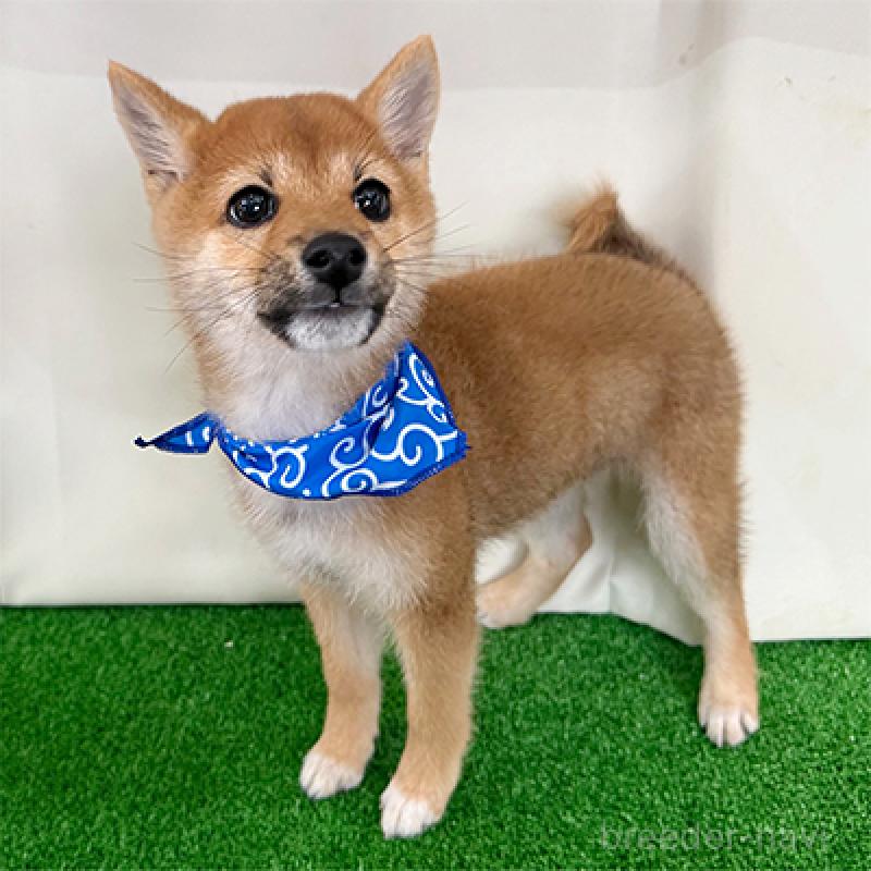 成約済の神奈川県の豆柴-426491の4枚目