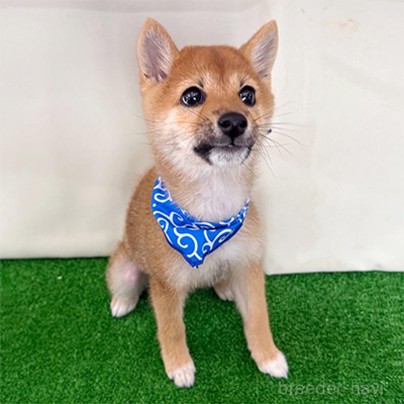 成約済の神奈川県の豆柴-426491の3枚目