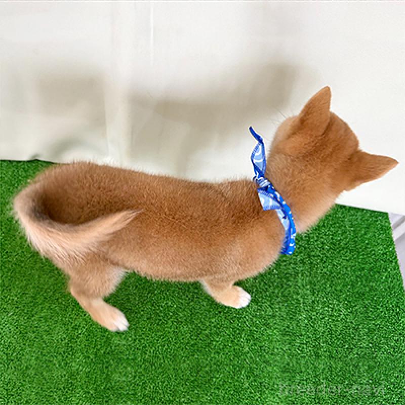 成約済の神奈川県の豆柴-426491の2枚目