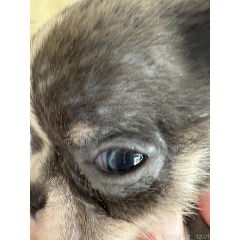 販売中の山口県のチワワ(スムースコート)-426732の3枚目