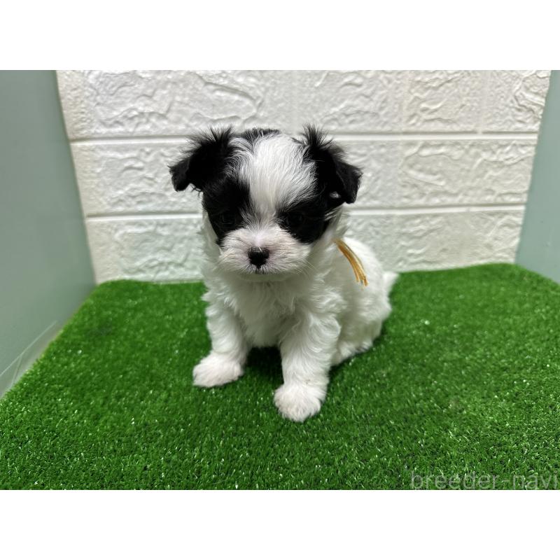 販売中の愛媛県のチワマル:チワワ×マルチーズ-426733の6枚目