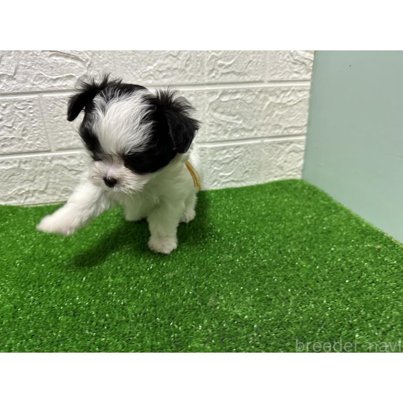 販売中の愛媛県のチワマル:チワワ×マルチーズ-426733の5枚目