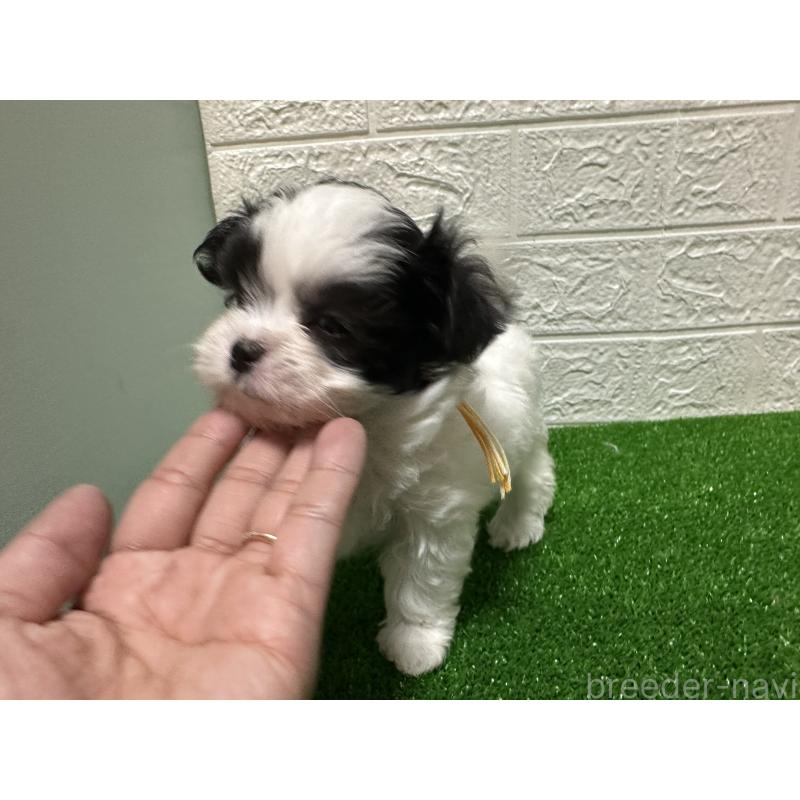 販売中の愛媛県のチワマル:チワワ×マルチーズ-426733の4枚目