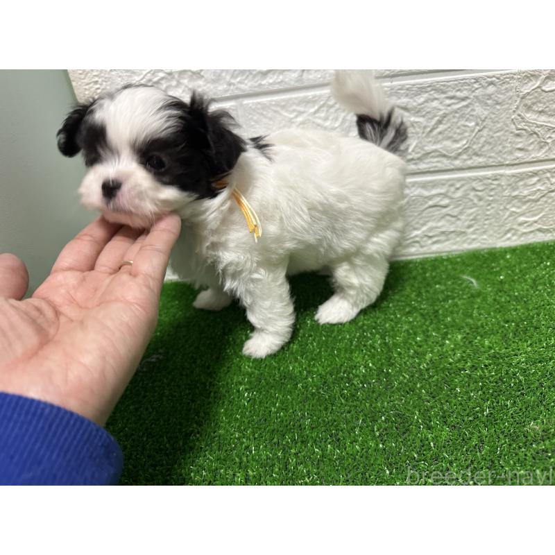 販売中の愛媛県のチワマル:チワワ×マルチーズ-426733の3枚目