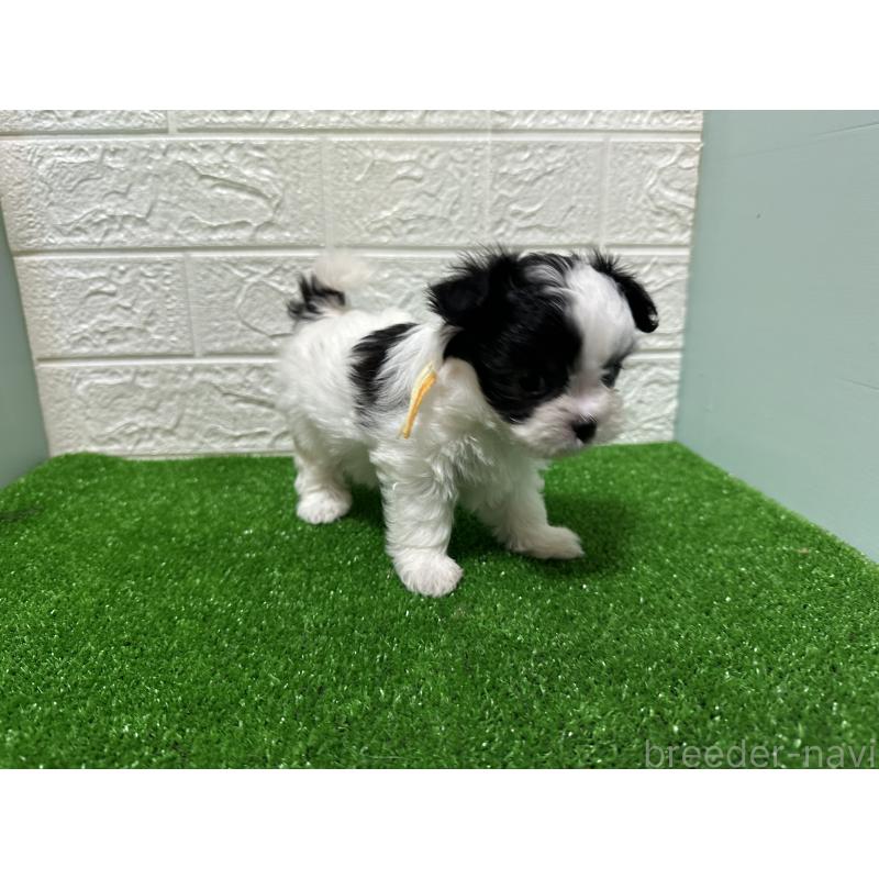 販売中の愛媛県のチワマル:チワワ×マルチーズ-426733の2枚目