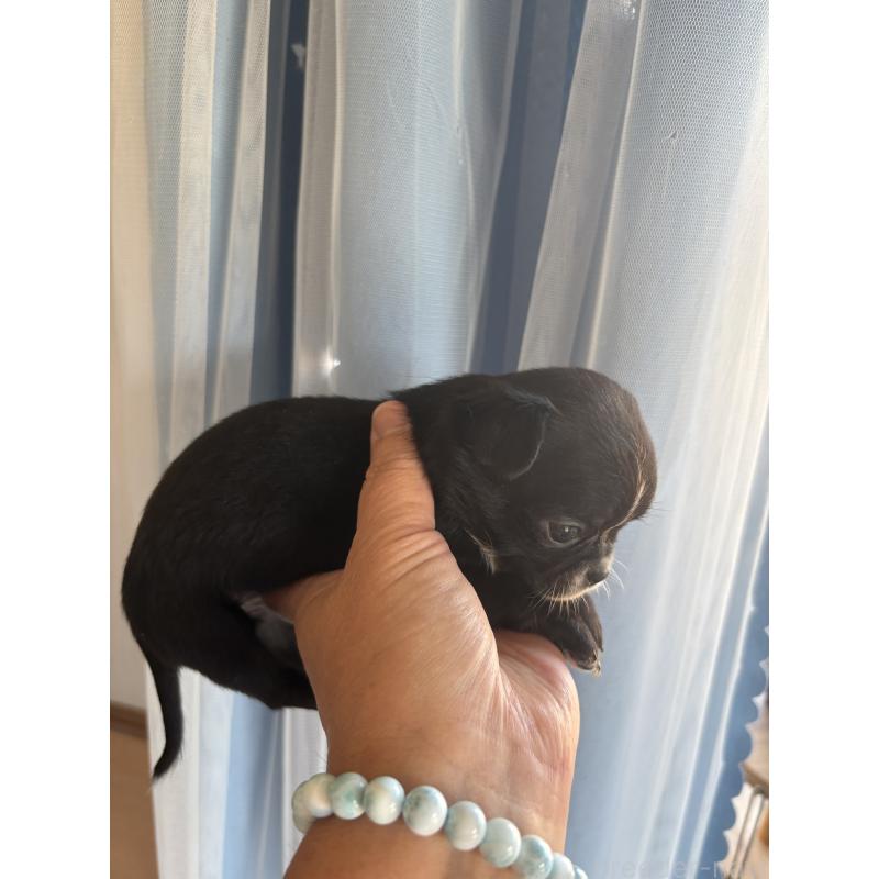 販売中の山口県のチワワ(スムースコート)-426734の2枚目