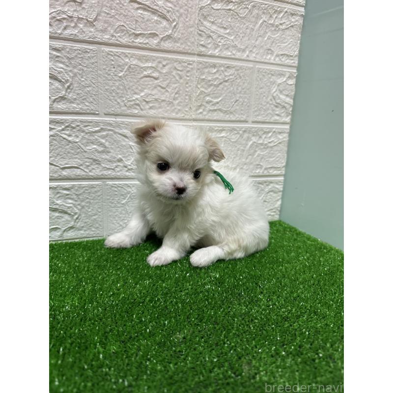販売中の愛媛県のチワマル:チワワ×マルチーズ-426735の3枚目