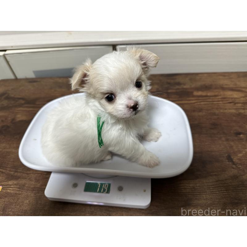 販売中の愛媛県のチワマル:チワワ×マルチーズ-426735の2枚目