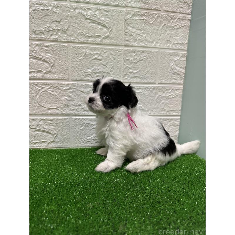 販売中の愛媛県のチワマル:チワワ×マルチーズ-426736の5枚目