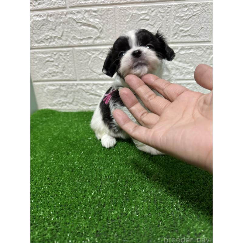 販売中の愛媛県のチワマル:チワワ×マルチーズ-426736の4枚目