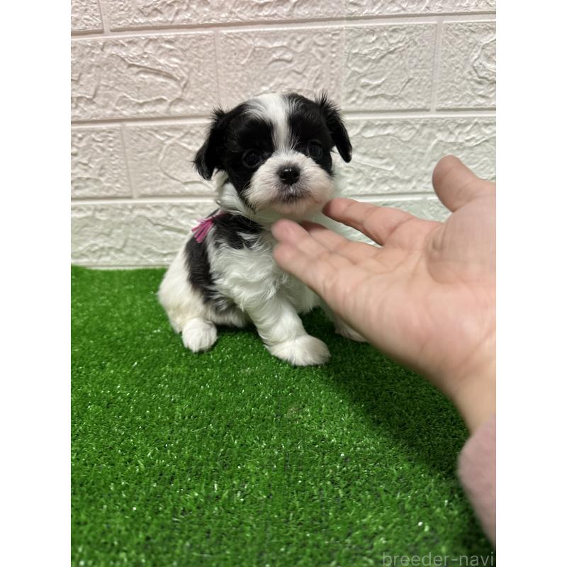 販売中の愛媛県のチワマル:チワワ×マルチーズ-426736の3枚目