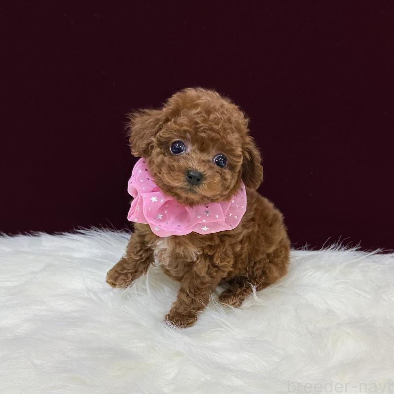 販売中の広島県のティーカッププードル-426739の3枚目