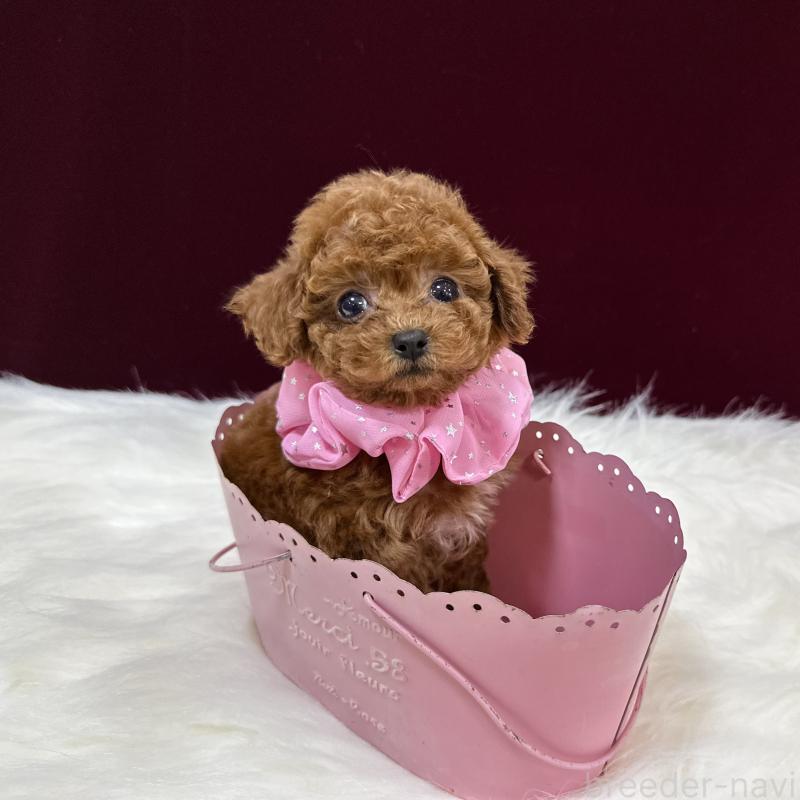 販売中の広島県のティーカッププードル-426739の2枚目