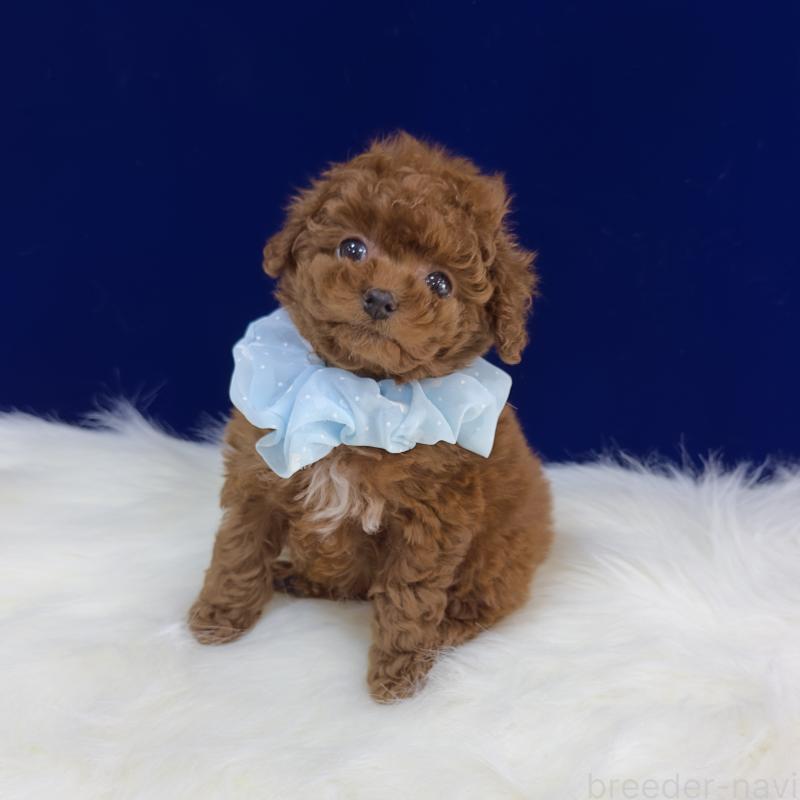 販売中の広島県のティーカッププードル-426740の1枚目