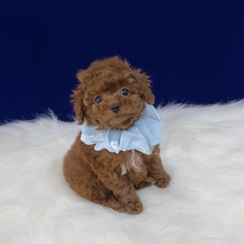 販売中の広島県のティーカッププードル-426740の4枚目