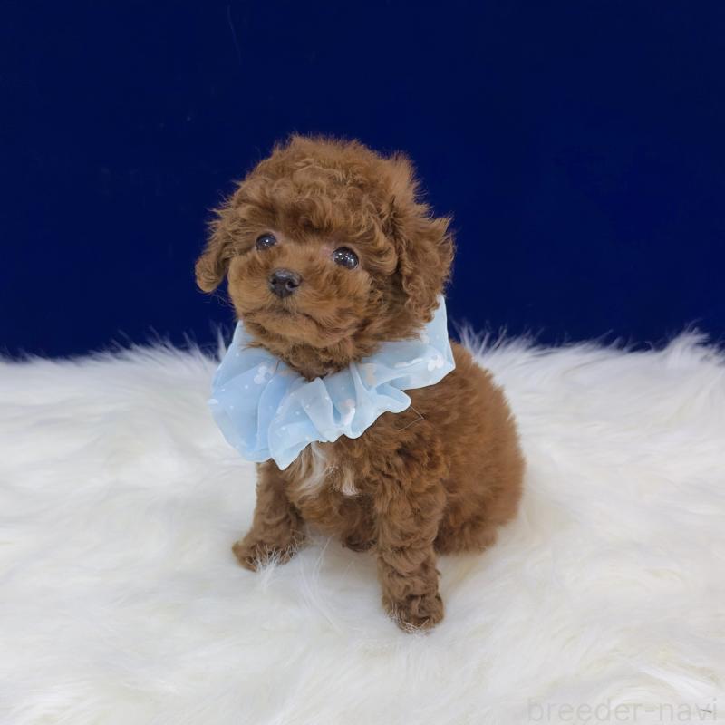 販売中の広島県のティーカッププードル-426740の3枚目