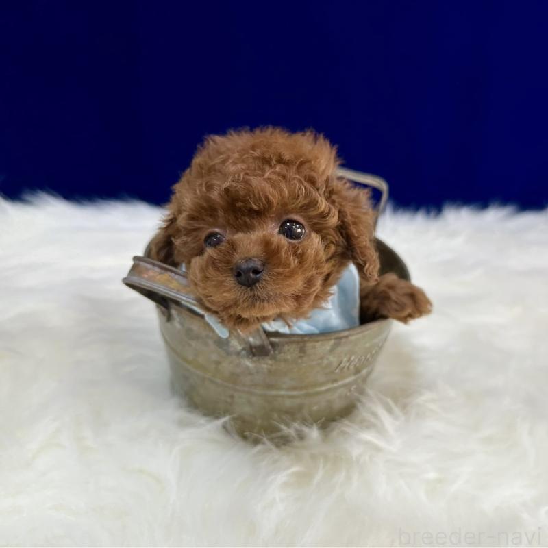 販売中の広島県のティーカッププードル-426740の2枚目