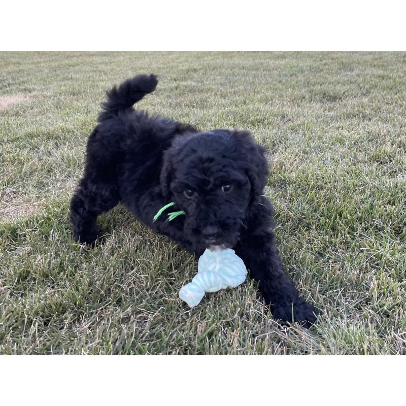 成約済の茨城県のスタンダードプードル-422538の7枚目