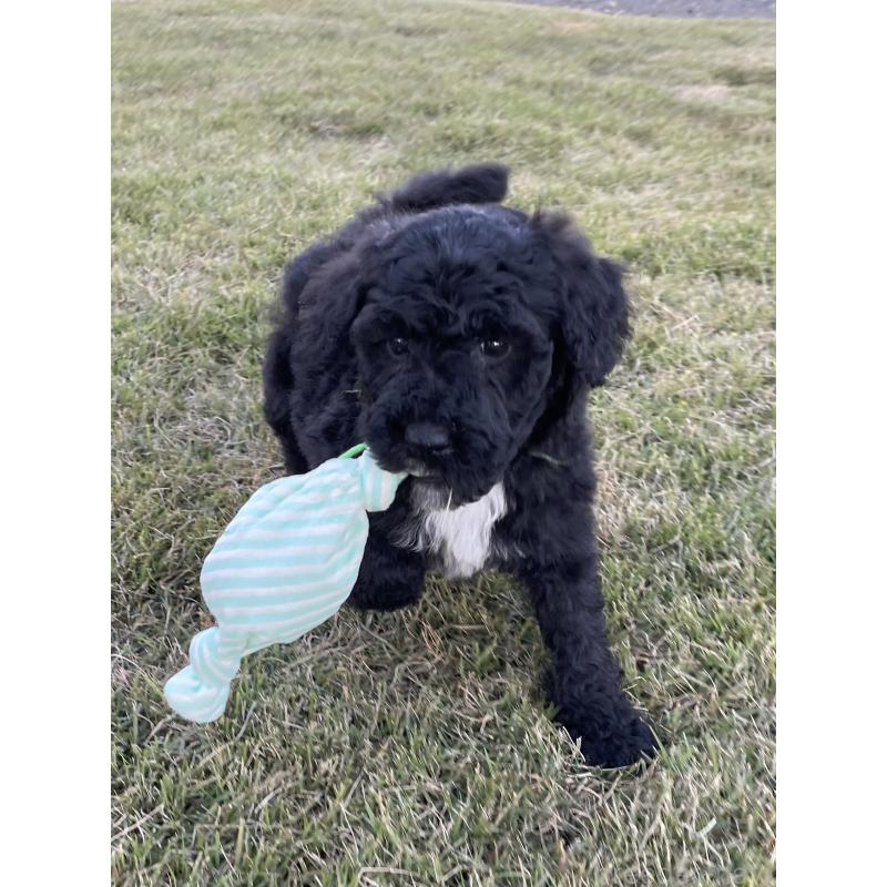 成約済の茨城県のスタンダードプードル-422538の6枚目