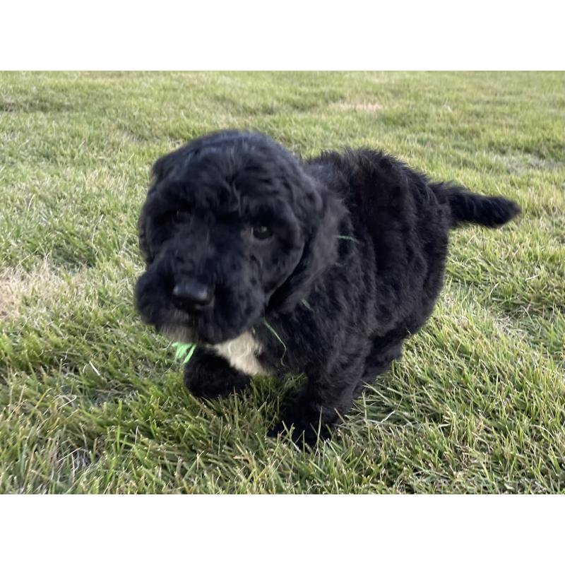 成約済の茨城県のスタンダードプードル-422538の5枚目